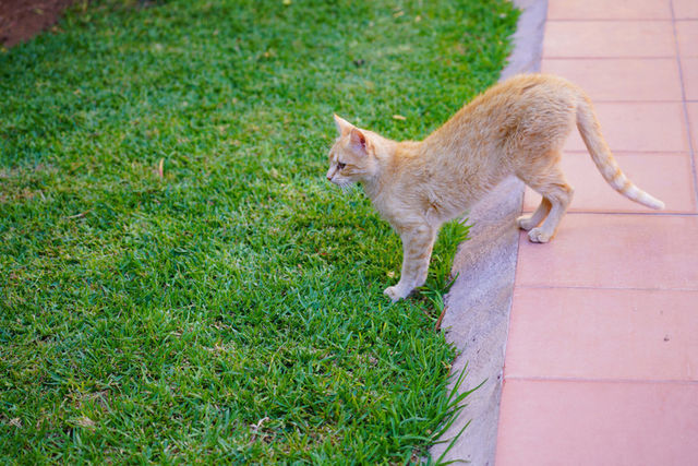 猫が花壇を掘る前に 家庭でできるお庭のネコ対策 Antenna アンテナ