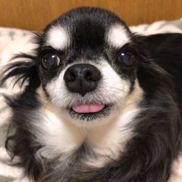 毛布 スリッパ 床をペロペロ モノをなめる犬の気持ちとは Antenna アンテナ