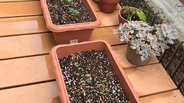 冬野菜 プランターで簡単に育てられるものまとめ 育て方のコツもご紹介 Antenna アンテナ