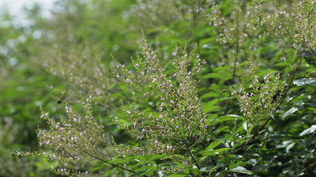 カサカサした紫色の花 スターチス とは 花言葉や開花時期を解説 Antenna アンテナ