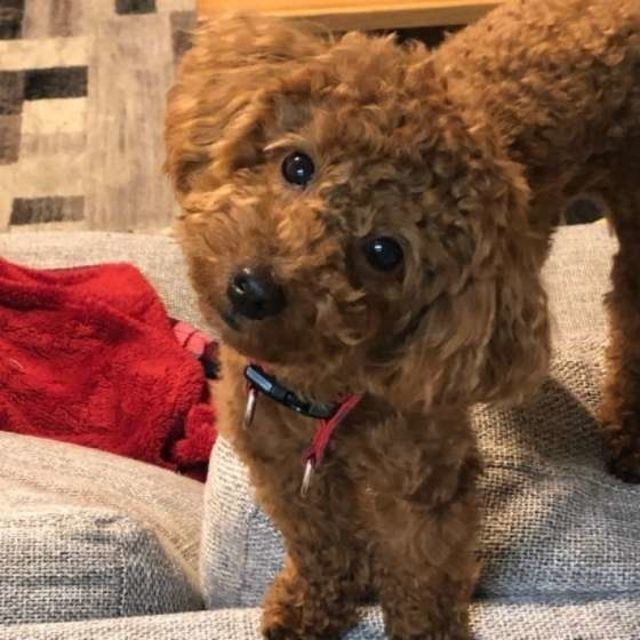 犬の 首をかしげる しぐさから読み取れる心理 病気の可能性も Antenna アンテナ