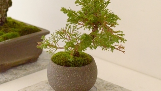 人間スタンプラリー タトゥーを愛する盆栽作家の生き様 Antenna アンテナ