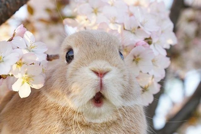 超美麗フォトで6 7万フォロワー 8匹のうさぎに囲まれた うさぎまみれ な日常 Antenna アンテナ