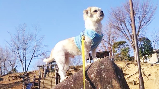 失踪犬を発見 チワワ5頭と暮らす夫婦が取った行動と 必然でつながった交友 Antenna アンテナ