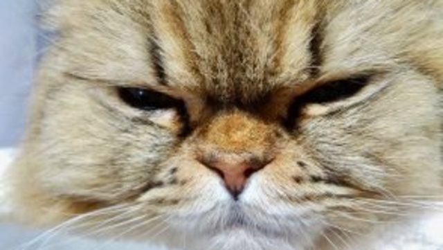 顎にしかできないと思っていた猫ニキビ。とあるところに出来て