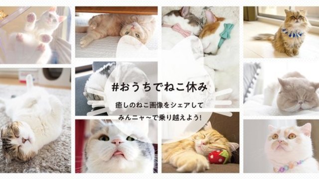 猫なのに二重 ねこ休み展 スピンオフ公認 まるごとちくわ 1 Antenna アンテナ