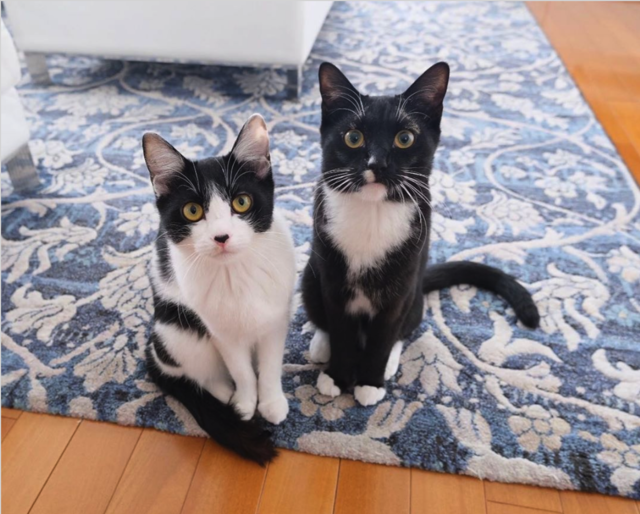 2匹の猫ちゃんにメロメロ Snsが猫だらけの歌手 藤あや子さんに聞く Antenna アンテナ