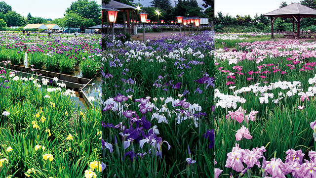 10年に1度 小田原フラワーガーデンで 皇帝アナナス が開花中 Antenna アンテナ