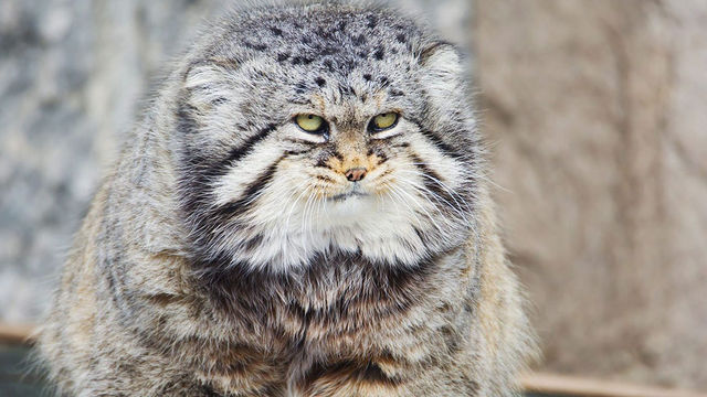 マヌルネコ カワウソ