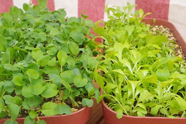 Mixレタスと小松菜がベランダでできる プランターで葉物野菜を育ててみよう Antenna アンテナ