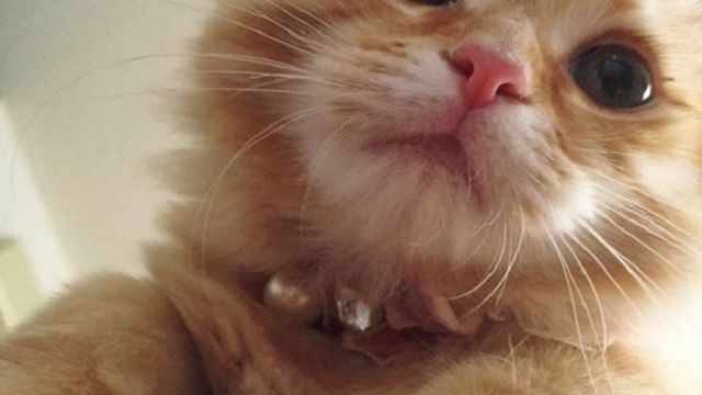 お風呂場好き 「ねこ休み展」スピンオフ公認！ まるごとちくわ（2 