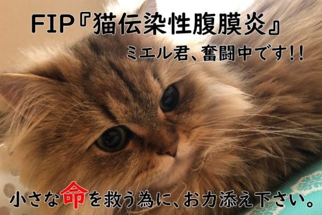 FIP(猫伝染性腹膜炎)治療費ご支援をお願い致します。  antenna*[アンテナ]