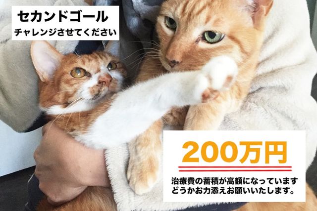 お願いします］小茶猫（こちゃねこ）を助けたいです。お力を貸して 