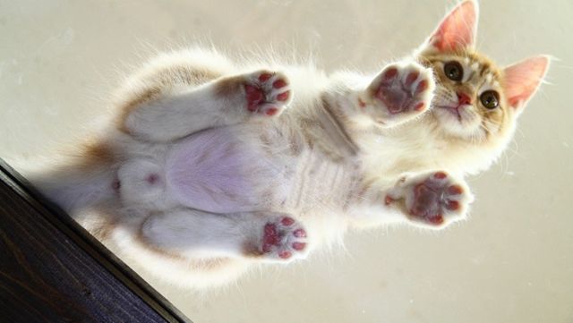 白い毛並みにピンクの肉球u2026下から覗くu201cにゃんたまu201dの背徳感  antenna 