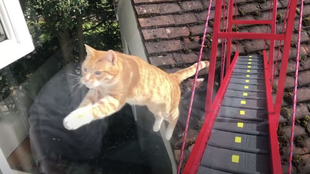 飼い主が作った猫用金門橋 乗らず渡らずジャンプでスルー Antenna アンテナ