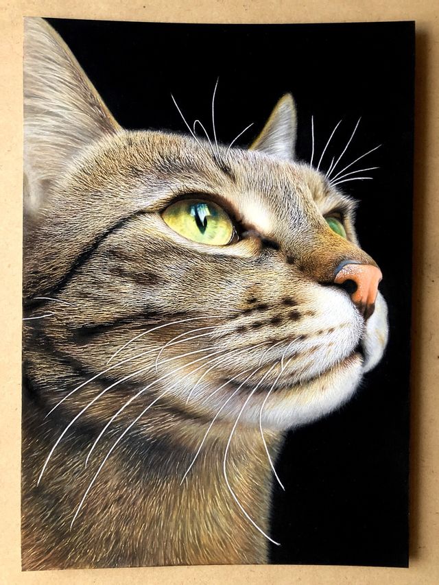 この猫ちゃん写真じゃないの 19歳が色鉛筆で描く動物画がすごい Antenna アンテナ
