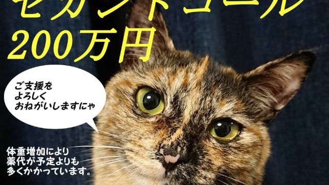 FIPを発症したオッドアイの保護猫ラナちゃんを助けてください 