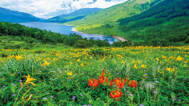 ご自宅で楽しむ花絶景 北海道 1度は見たい 一面に咲き誇る黄金色のひまわり畑 Antenna アンテナ