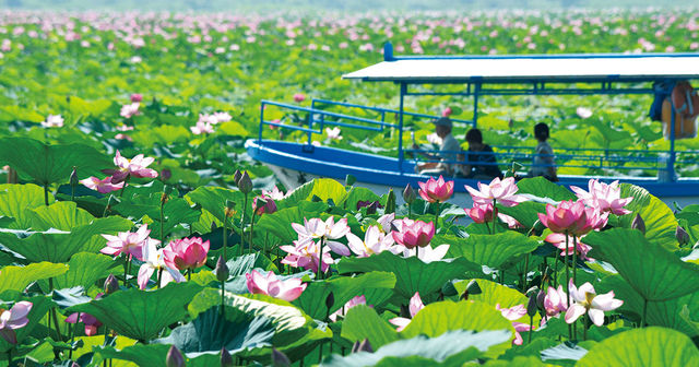 ご自宅で楽しむ花絶景 宮城県 まさに極楽 水面に清々しく浮かぶ蓮の花 Antenna アンテナ