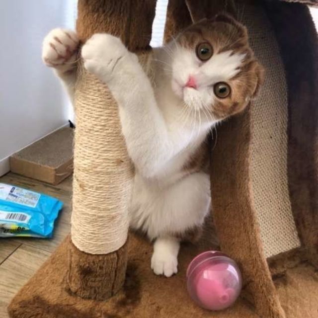 理由を知るともっと好きになる 猫が 首をかしげる ときの心理 Antenna アンテナ