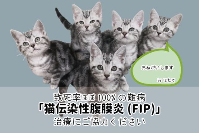 猫コロナウイルスによる猫伝染性腹膜炎 Fip 治療費ご協力のお願い Antenna アンテナ