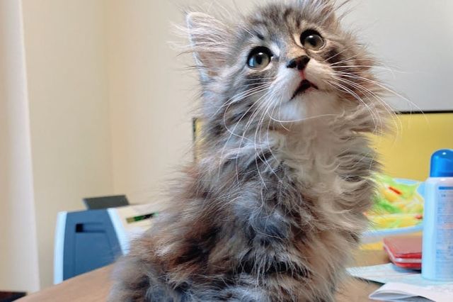 不治の病FIP（猫伝染性腹膜炎）】治療費支援のお願い  antenna*[アンテナ]