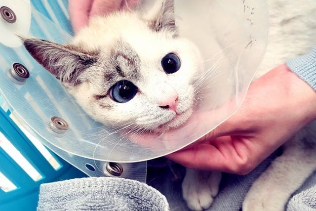 手術費・治療費のお願い】車に2度も轢かれてしまった猫を助けたい 