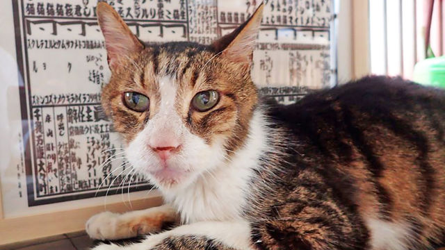 障害ある猫を育てたい！ ペット防災と保護猫活動に尽くすキャリア女性 