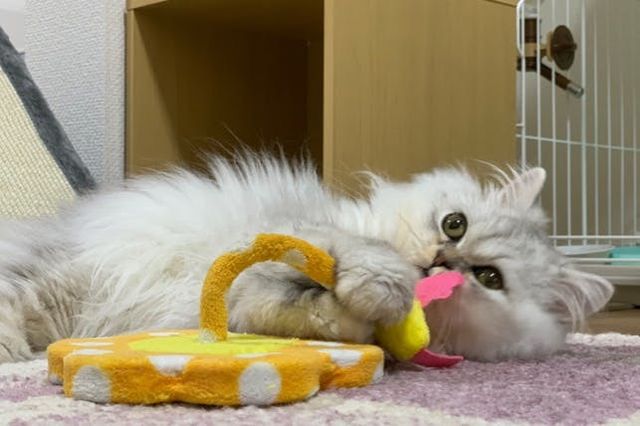 難病(肝門脈シャント)の愛猫、するめの命を助けたい！どうか力を貸して 