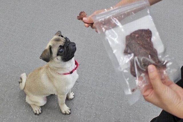 犬におやつを与えると しつけがうまくいかなくなる 連載 西川文二の 犬ってホントは Vol 35 Antenna アンテナ