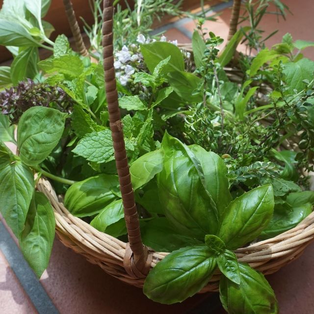 家で育てるハーブ ハーブで料理の幅がグンと広がる フードコーディネーター進藤由美子のワンポイント Antenna アンテナ