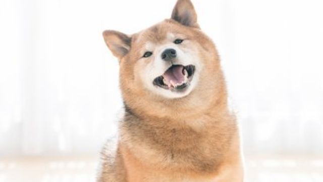 タイトル案 専門家が解説 大型犬の年齢は人間でいうと何才 小型犬より短命 Antenna アンテナ