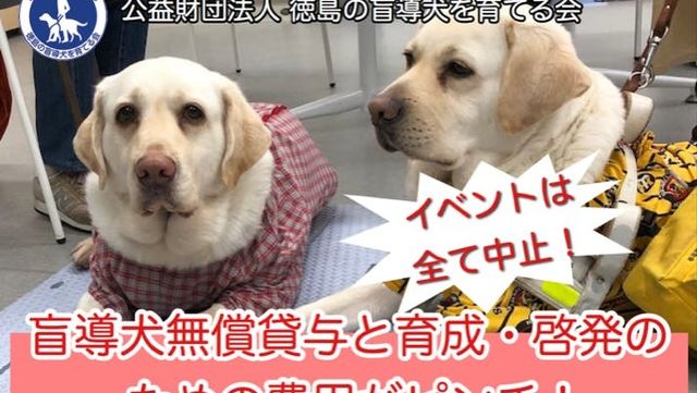 日本初の女性盲導犬ユーザーと7頭の盲導犬の強く美しい絆 Antenna アンテナ