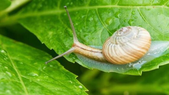 カタツムリの目は 切られても大丈夫 その理由とは せつない動物図鑑 Antenna アンテナ