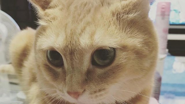 乳腺腫瘍(乳癌)と診断された13歳の愛猫「こまこ」への治療費のご支援 