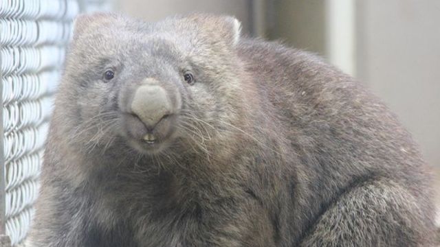 ウォンバットのうんちはなぜ四角いのか Antenna アンテナ