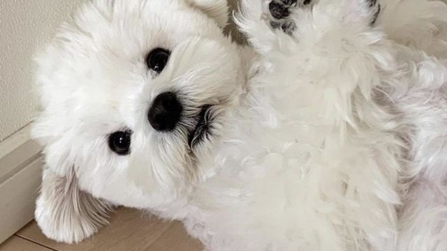 インスタ画像つき 犬が飼い主さんやモノに あごのせ する理由とは Antenna アンテナ