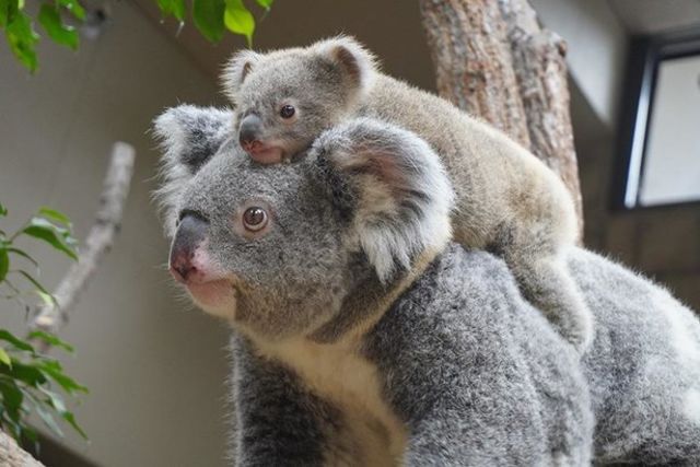 ラブラブのコアラ親子が話題 子育てするビッグママ ティリーがかわいすぎる Antenna アンテナ