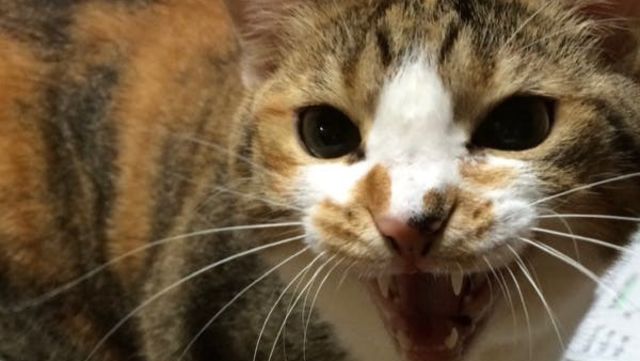 がんになった緩和ケア医が悟った余命の真実  antenna*[アンテナ]