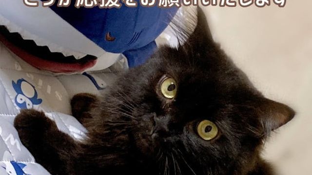 FIPを発症したオッドアイの保護猫ラナちゃんを助けてください 