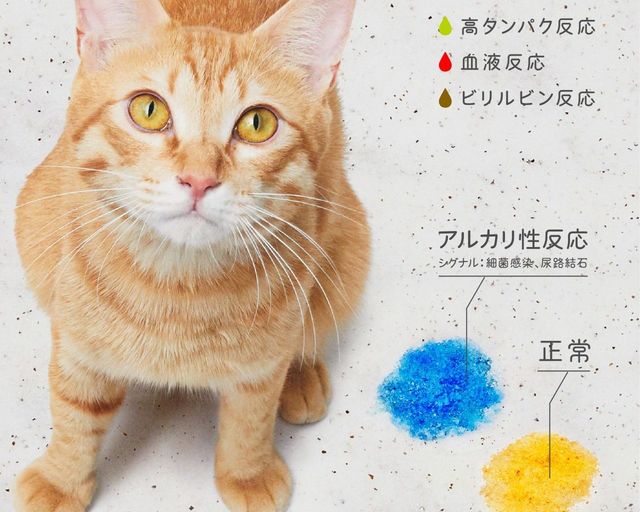 オシッコで愛猫の健康状態がわかるトイレ砂 しぐにゃる 担当者に聞いてみた Antenna アンテナ