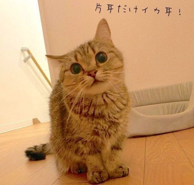 片方だけ イカ耳 をするというスゴ技を披露する猫が あざと可愛すぎた Antenna アンテナ