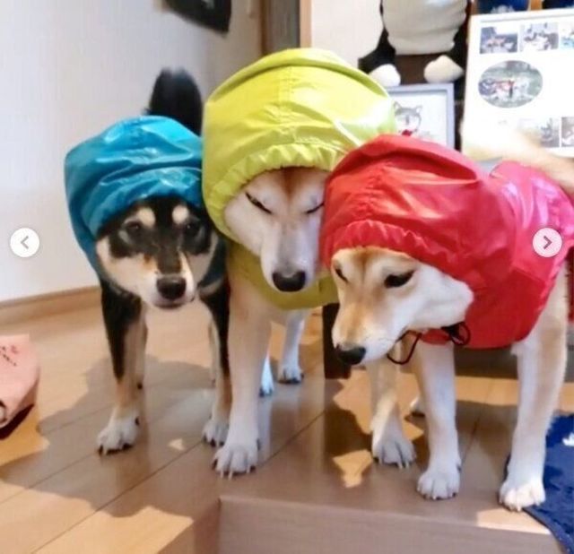 カッパを着せられなぜか固まる柴犬3姉妹 しょんぼり可愛い具合にジワル Antenna アンテナ