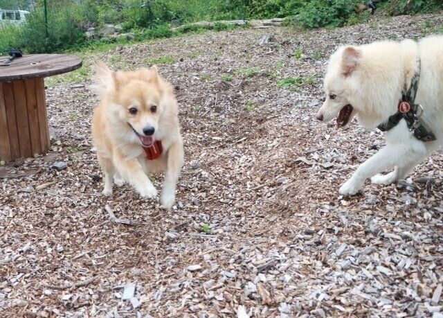 犬は人を動かす 穴澤賢の犬のはなし Antenna アンテナ