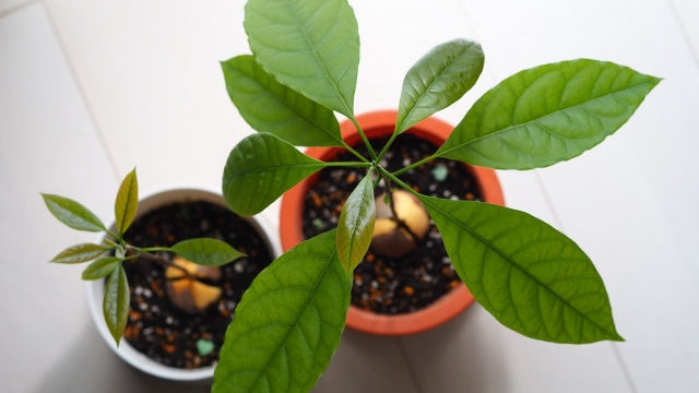 アボカドの育て方 種から発芽 植え替えまでの記録 Antenna アンテナ
