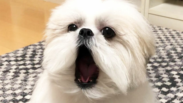 お風呂に入ると別犬に おもしろいぬ モコゾウ劇場 Antenna アンテナ