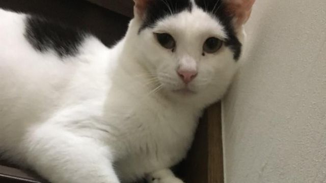 重い心臓病を患った愛猫あいるにできたu201c緩和ケアu201dは「共に生き抜くこと 