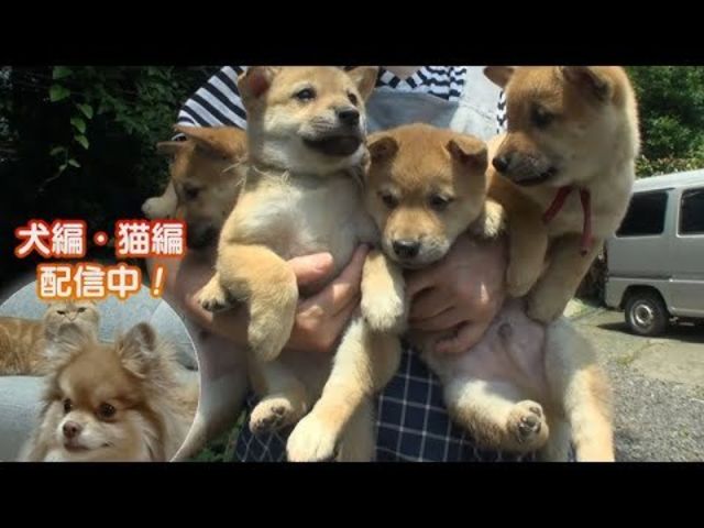 どうぶつピース かわいい大図鑑 犬編 80 激カワ赤ちゃん 日本犬図鑑 Antenna アンテナ