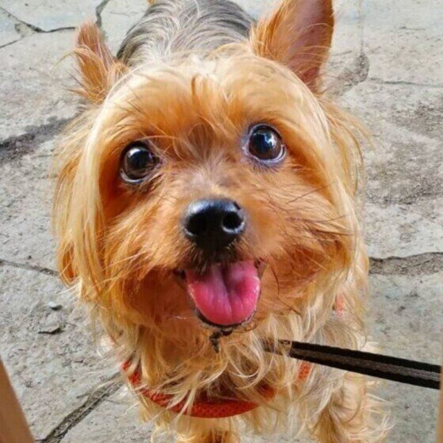 ヨークシャー テリアの飼い主さんが明かす 一度飼うとトリコになる 魅力とは Antenna アンテナ