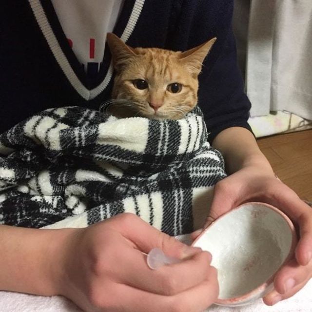 1歳まで生きられない と言われた猫 あるくが 奇跡の4歳 になるまで Antenna アンテナ